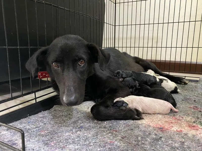 Las perras sin esterilizar tienen mayor riesgo de presentar cáncer de mama