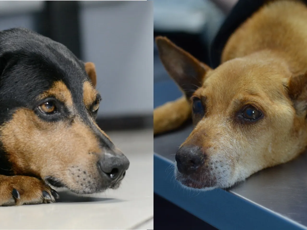Cesar y Nelita