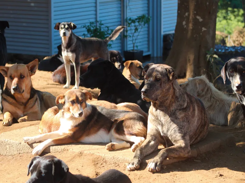 Por qué no deberías amarrar a tu perro