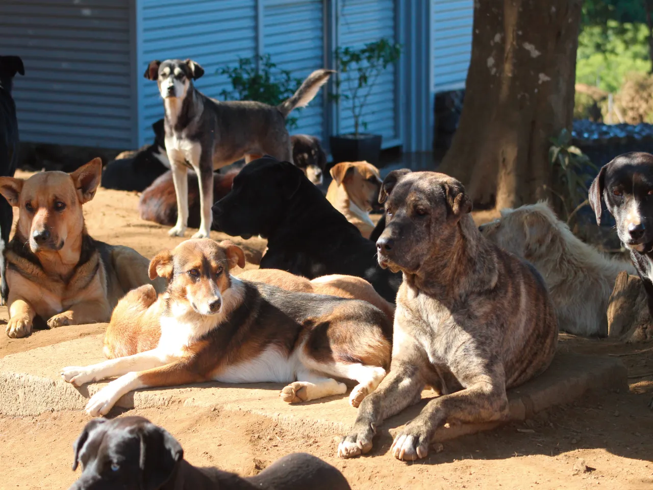 Por qué no deberías amarrar a tu perro