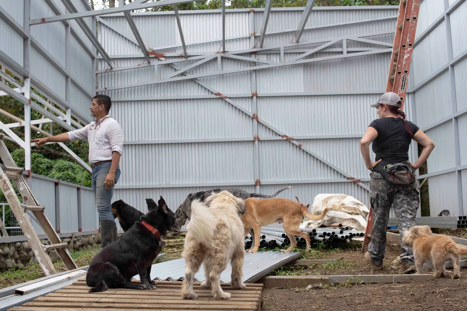 Hilf uns, Land of the Strays wiederzueröffnen!