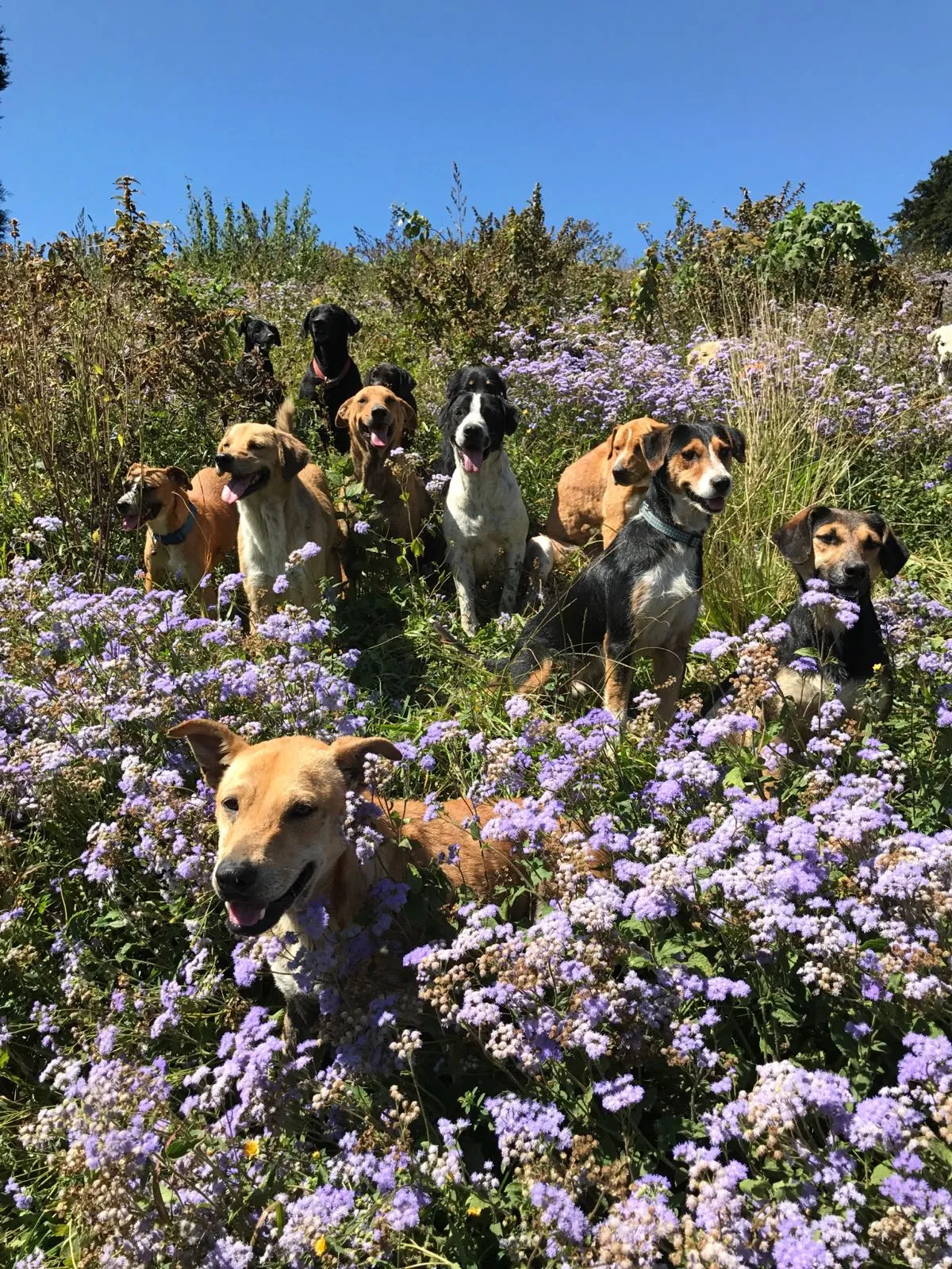 ¿Cómo se le dice a los perros callejeros alrededor del mundo?