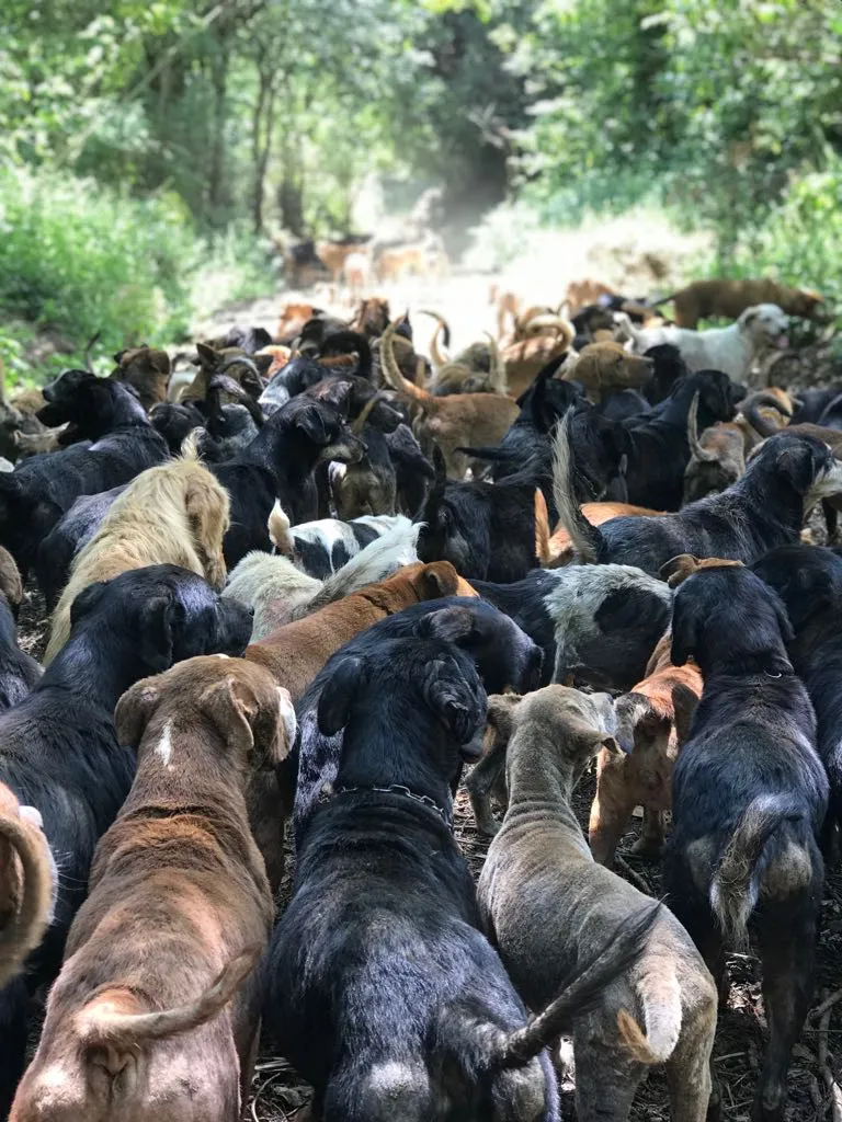 Wie betreiben wir das großartigste Tierheim ohne Einschläferung der Welt?