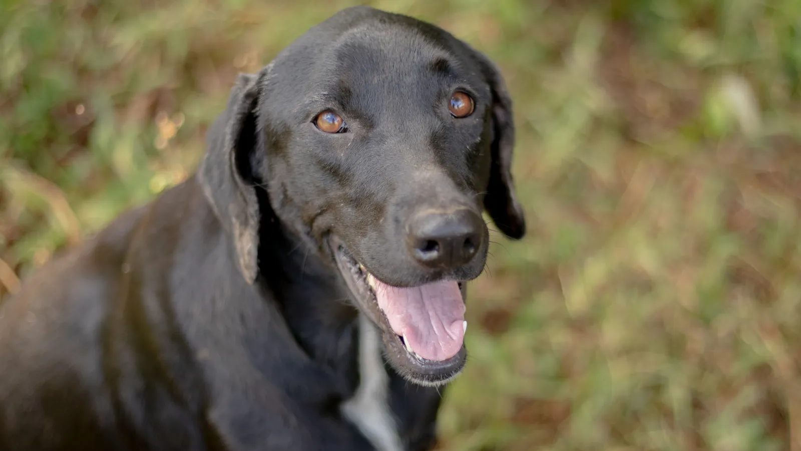 Können unsere Hunde lächeln?