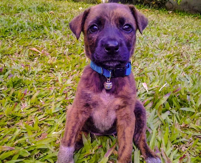 pecana_puppy