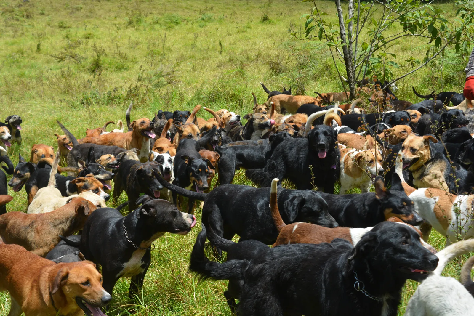 ¿Cómo manejamos la caca de más de 1.800 perros?