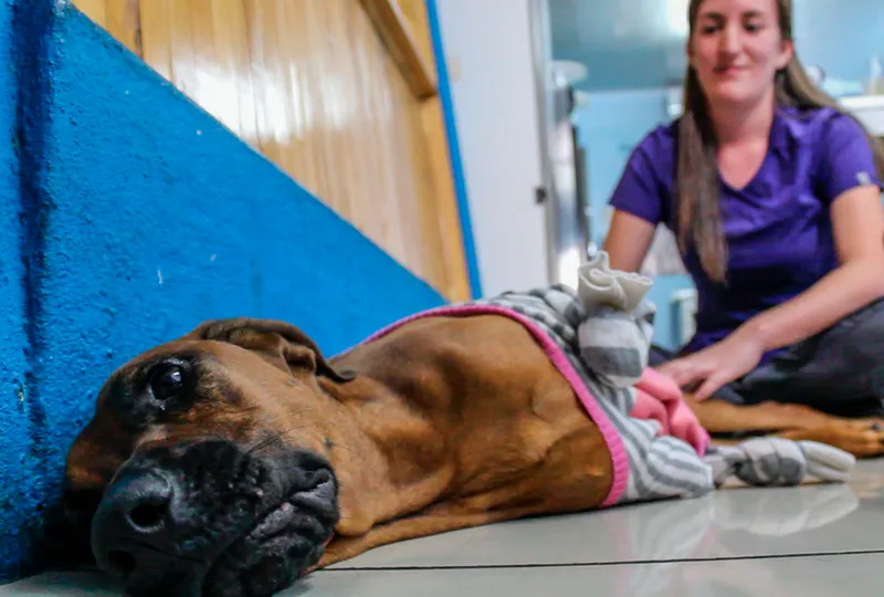 Ramona (actualizado)