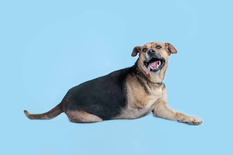 Perros de dos o tres patas