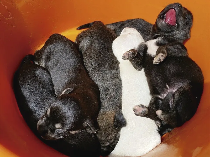 Castración y esterilización