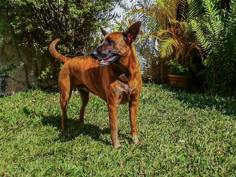 Stella Pecana