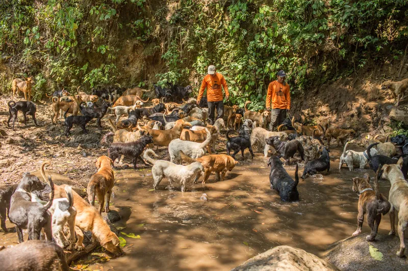 Los Beneficios De Apoyar A Territorio de Zaguates Con Tus Donaciones De Fin De Año
