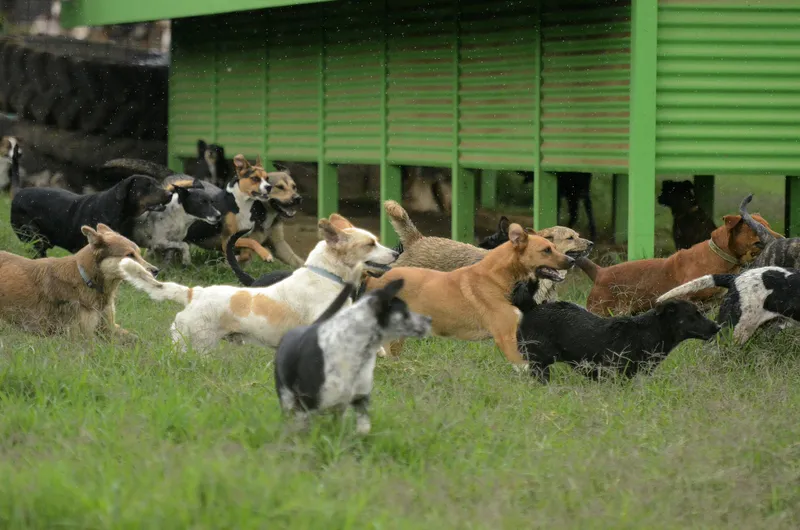 Atar a un perro nunca es una opción