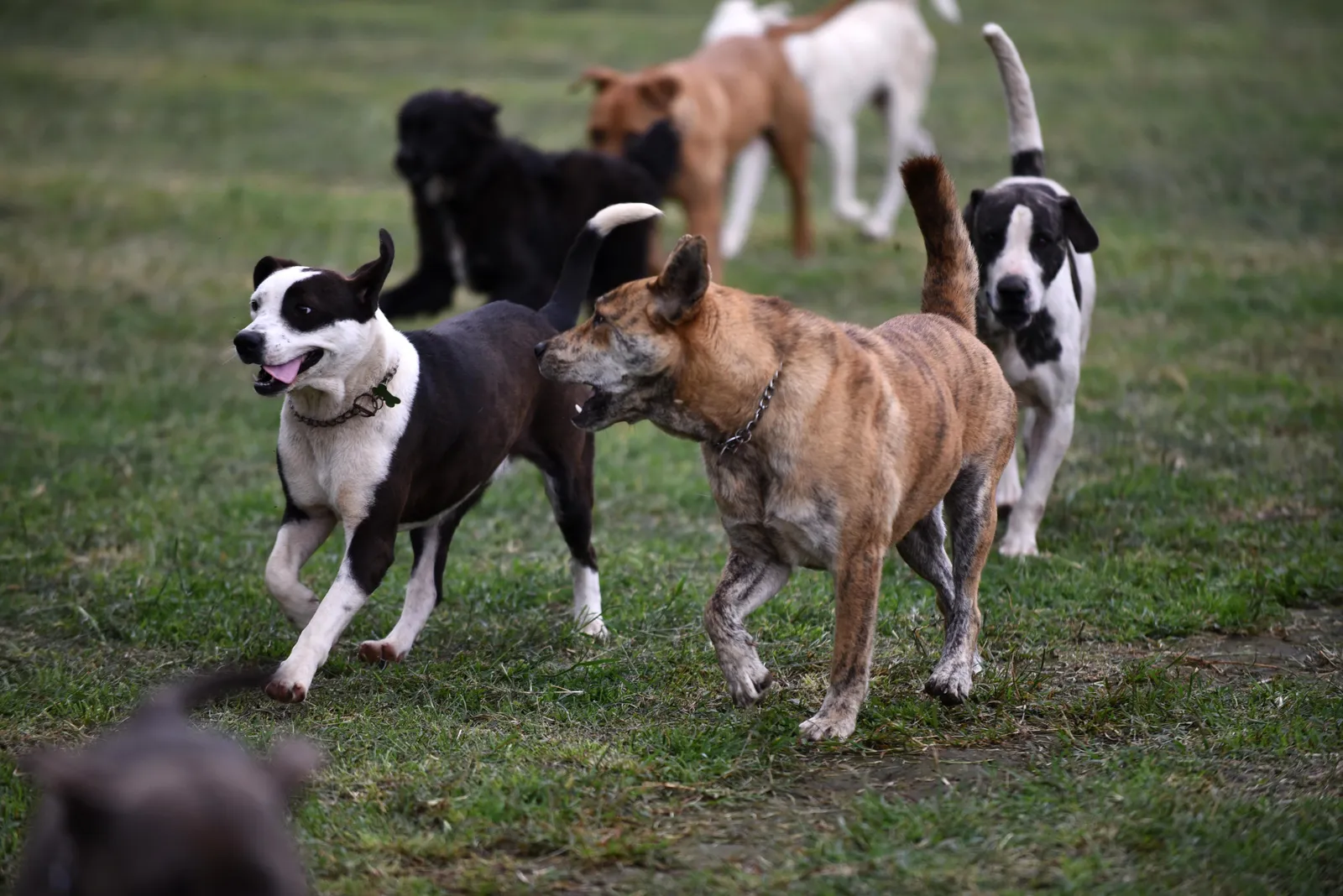 Wie gehen wir mit Kämpfen in Territorio de Zaguates um?