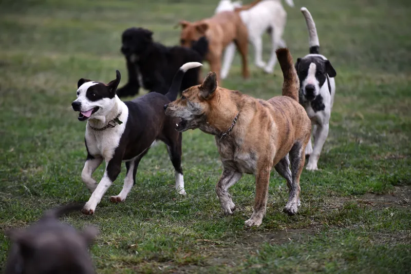 ¿Cómo manejamos las peleas en Territorio de Zaguates?