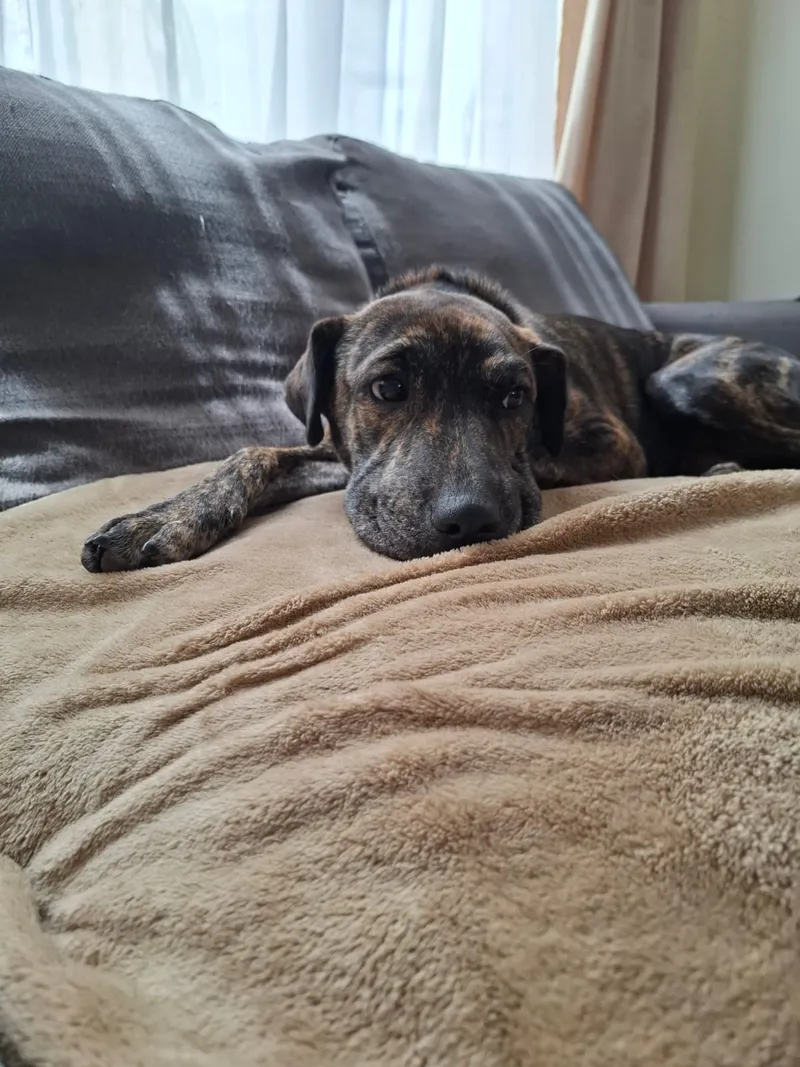 Patita