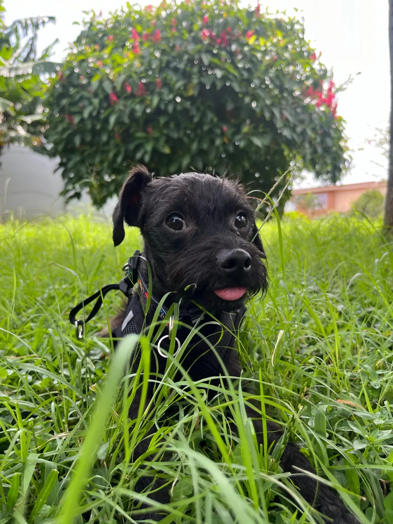 Pepper