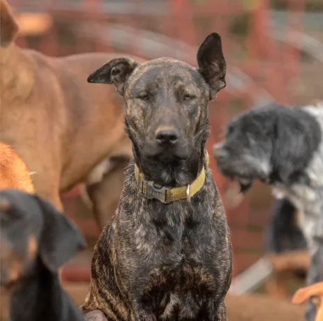 Perro rescatado en Territorio de Zaguates