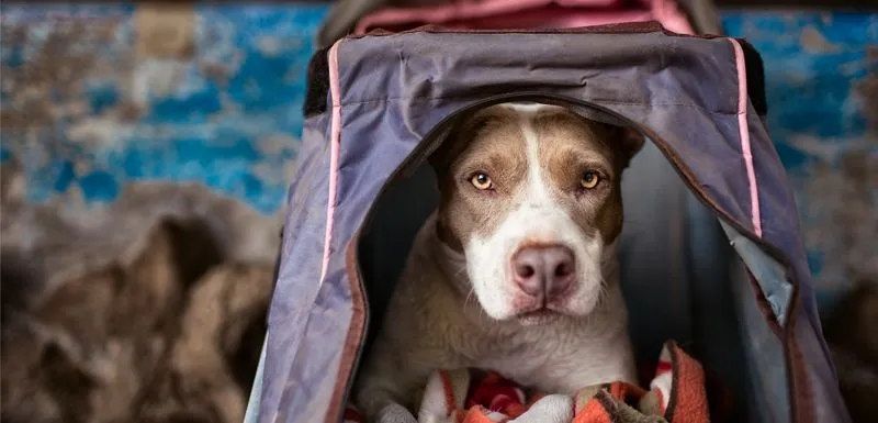 Perro rescatado en Territorio de Zaguates