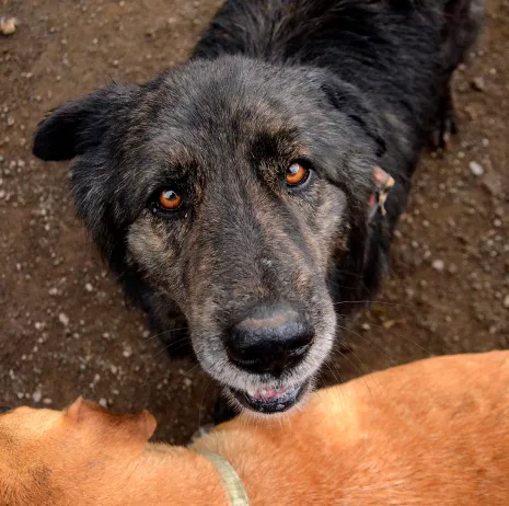 Perro rescatado en Territorio de Zaguates