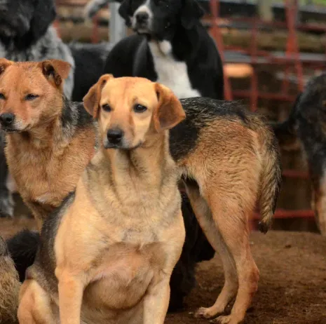 Perro rescatado en Territorio de Zaguates