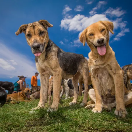 Perro rescatado en Territorio de Zaguates