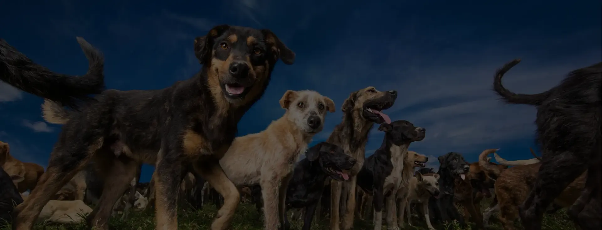 Gerettete Hunde unter blauem Himmel bei Territorio de Zaguates