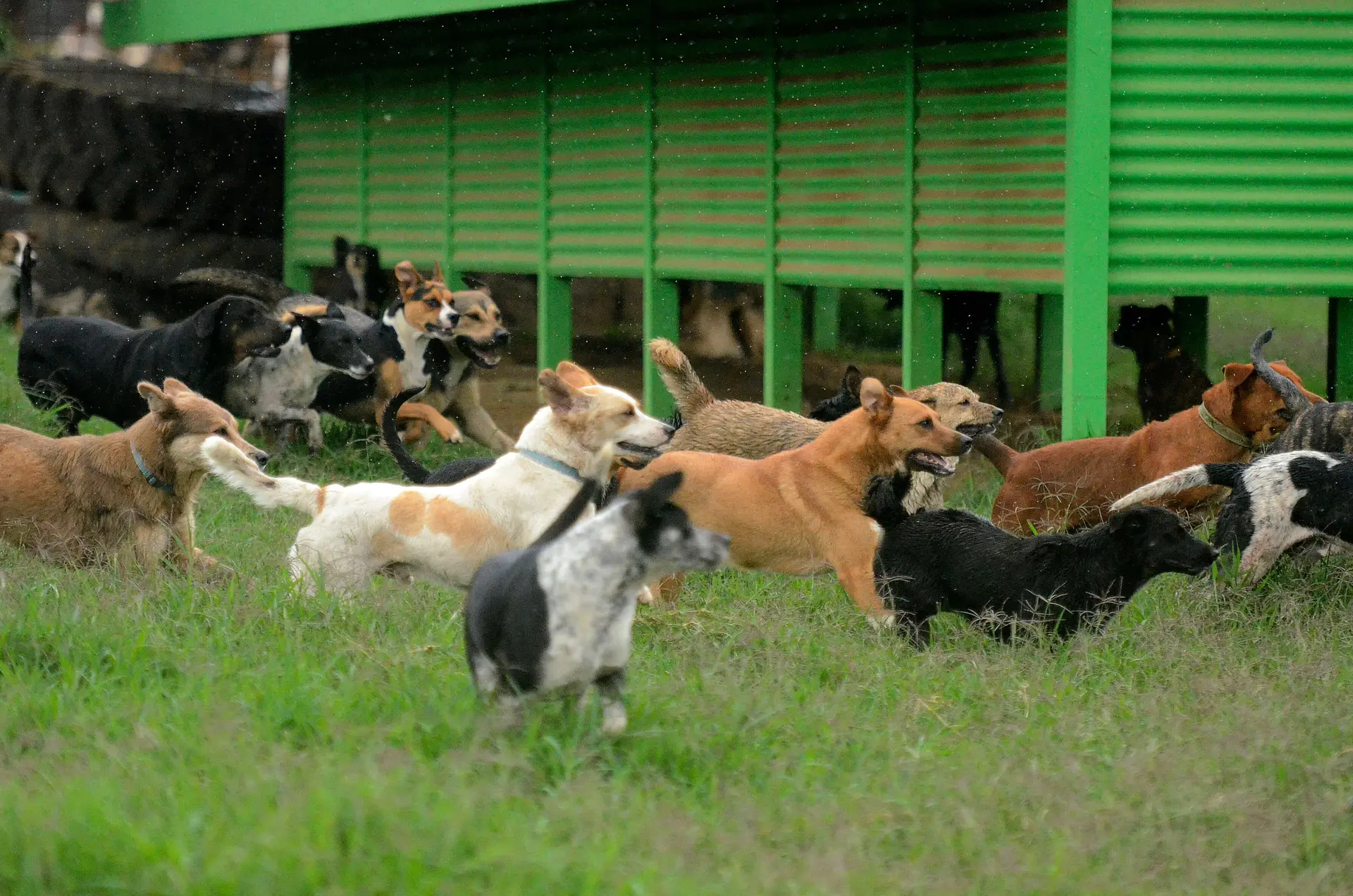 Gerettete Hunde vor den grünen Zwingern von Territorio de Zaguates