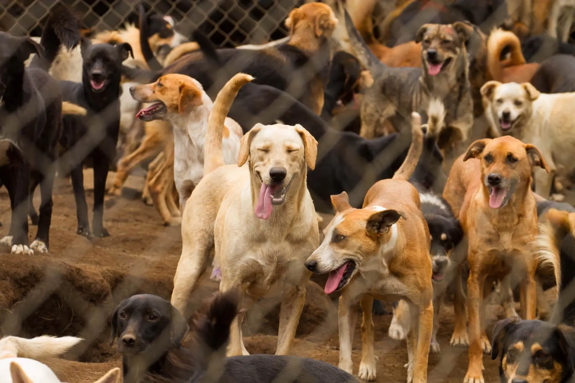 Gerettete Hunde von Territorio de Zaguates hinter dem Zaun des Hofs